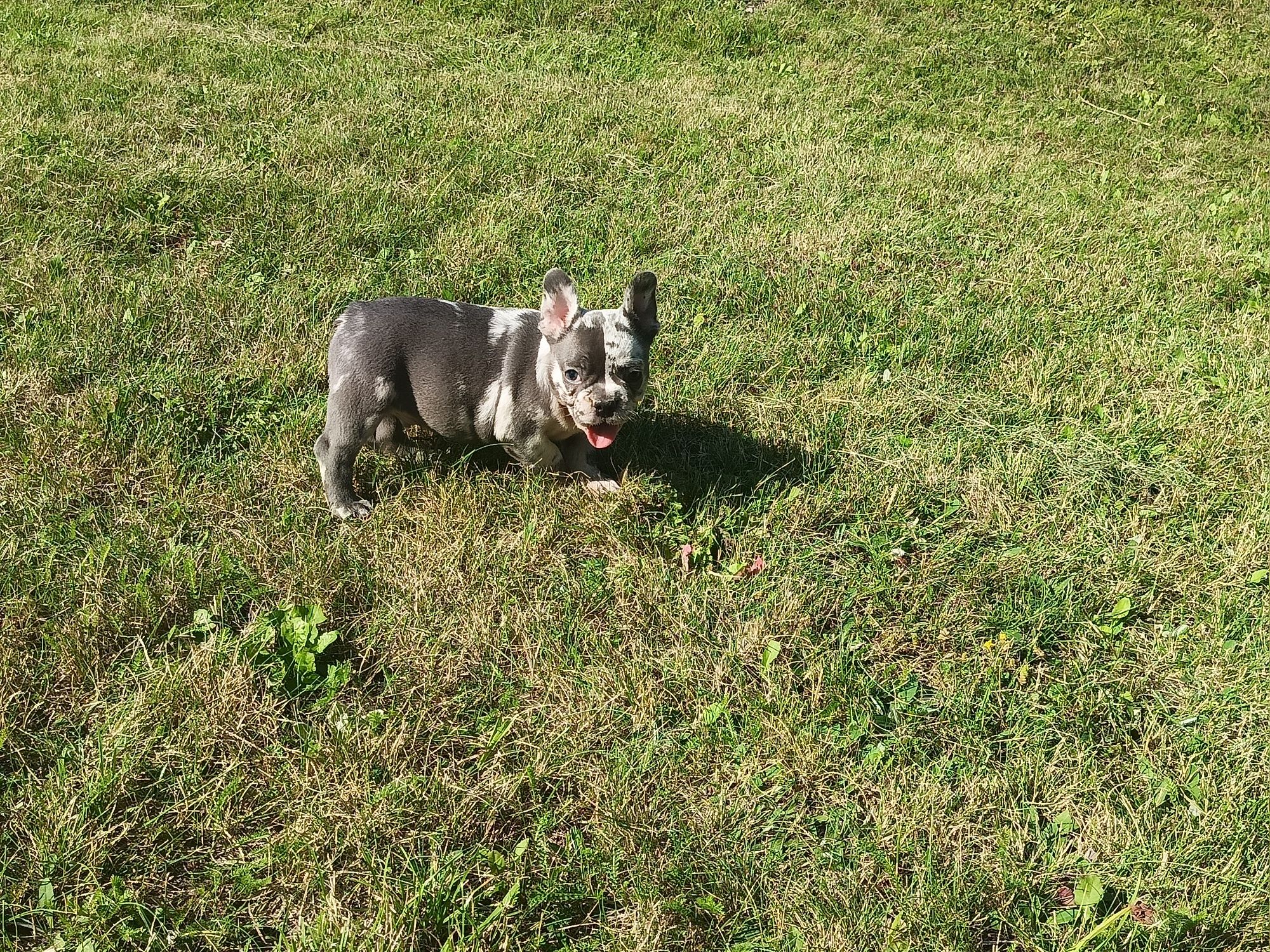 Buldog francuski piesek