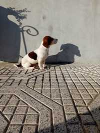 Macho Jack Russel Terrier