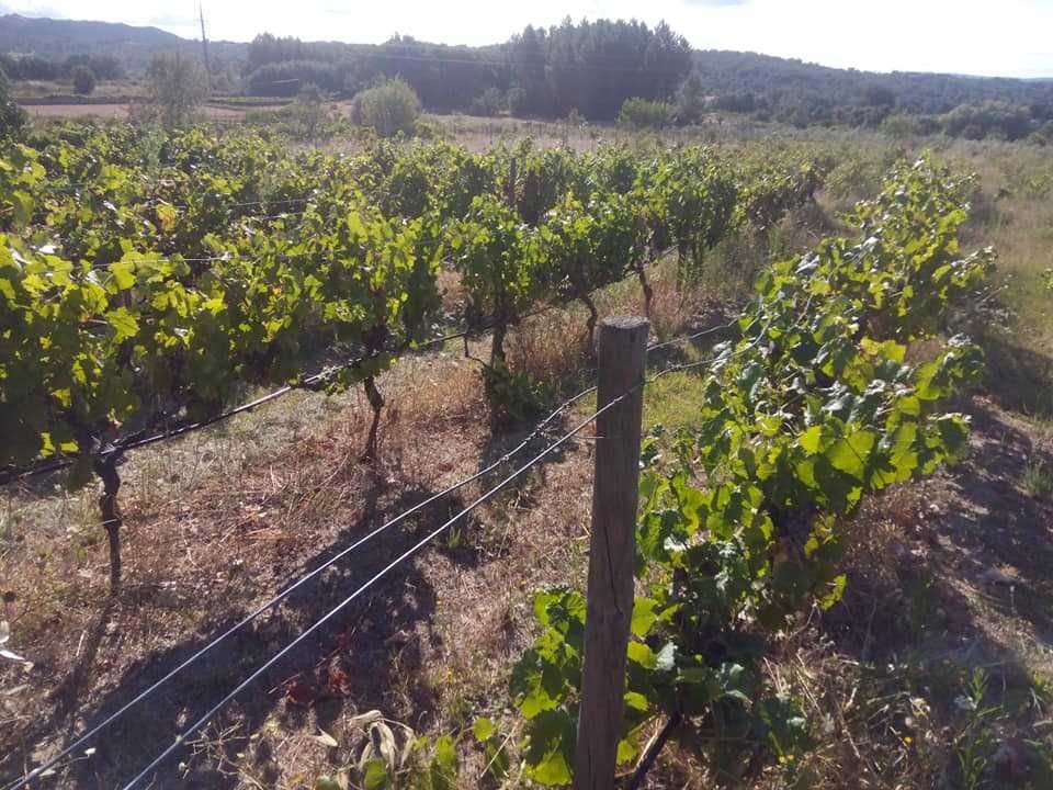 Uvas bio para vinho