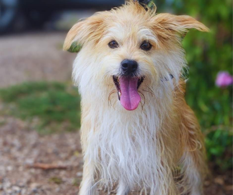 Nina - cadela porte pequeno para adoção