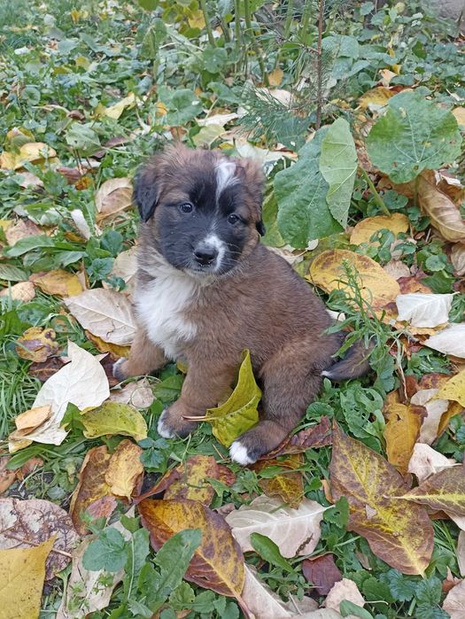 Oddam w dobre ręce, szczeniaki po Bernardynie