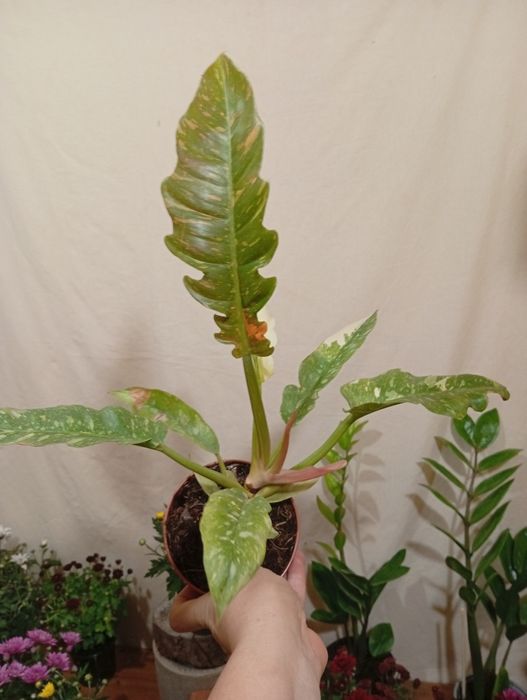 Филодендрон с пестрыми листьями ring of fire  ринг оф файер