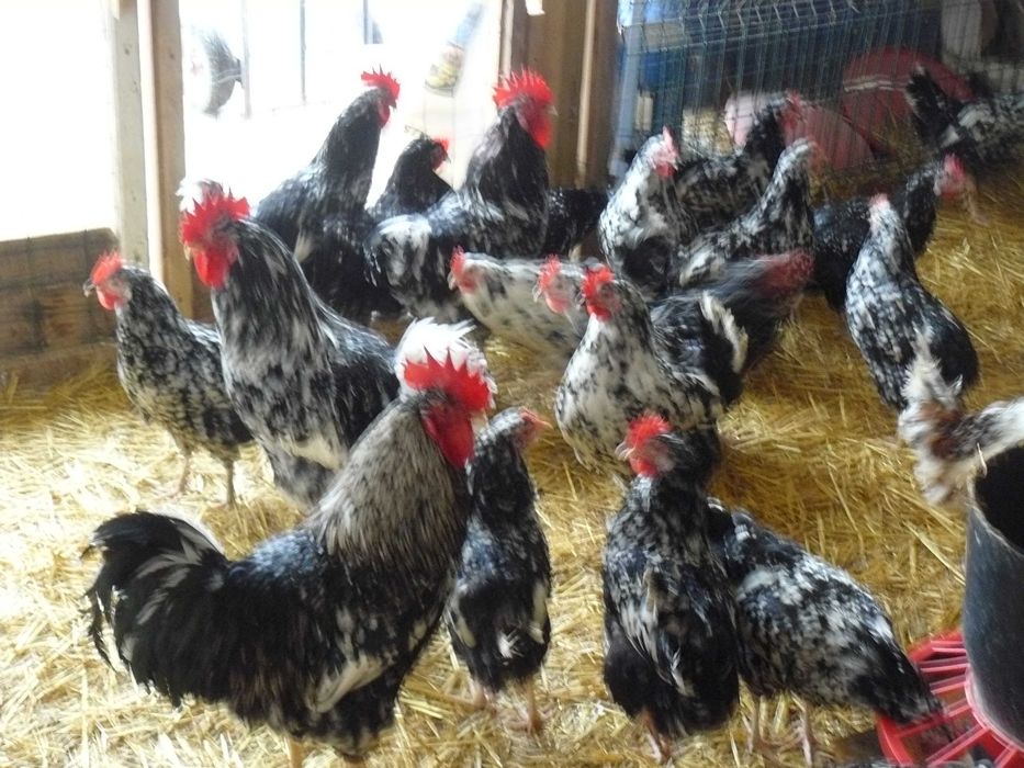 Zielononózka , Tenczanka , Trikolor jajka lęgowe kur niosek - wysyłam