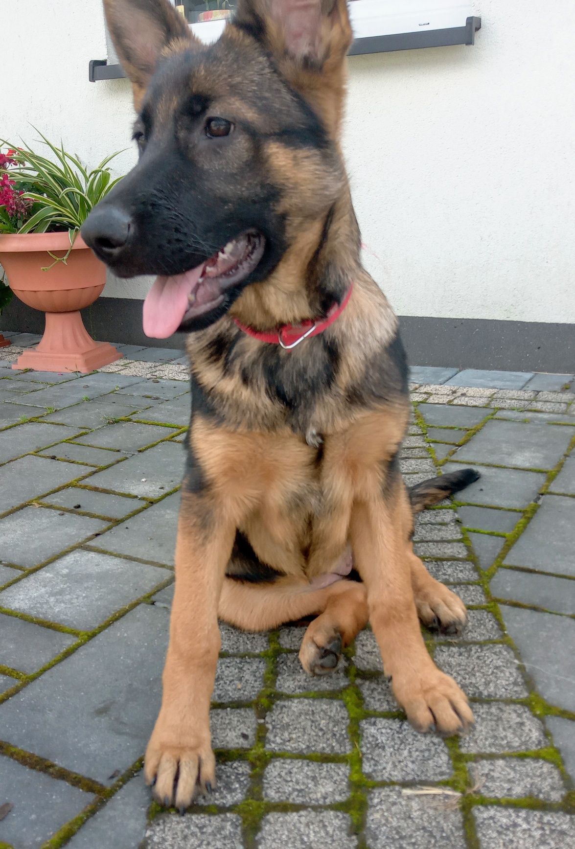 Suczka wilczasta owczarek niemiecki