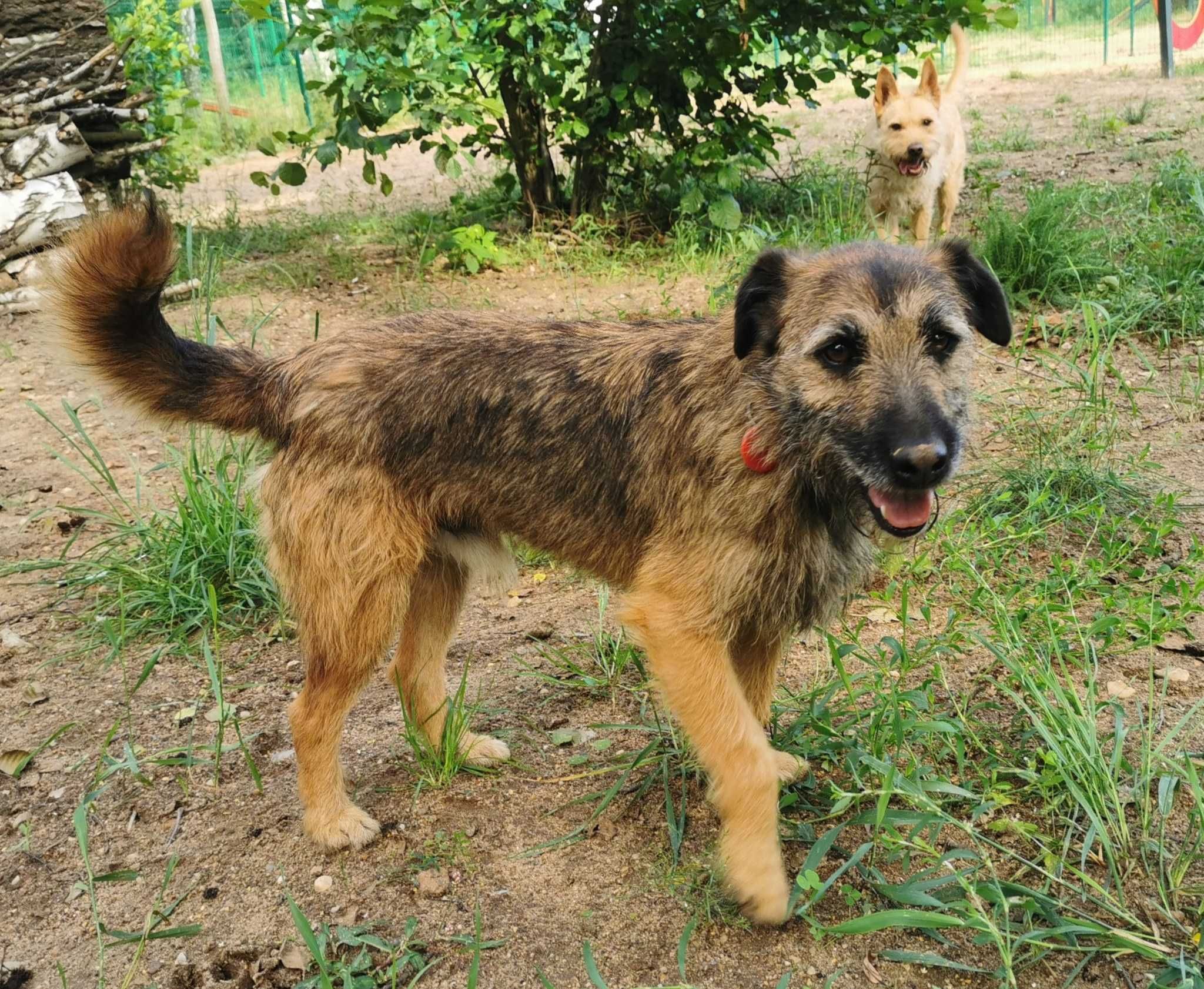 Timo - 5 letni pies w typie teriera