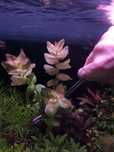 Bacopa colorata.
