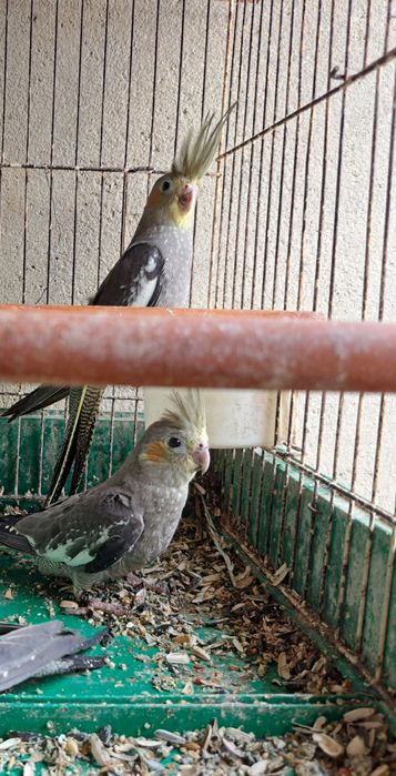 Vendo caturras novas