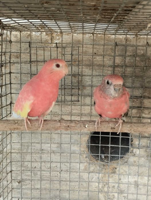 Bourkes em várias mutações