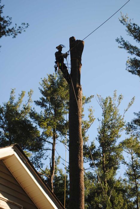 Wycinka drzew, czyszczenie działek, mulczowanie Nieporęt i okolice