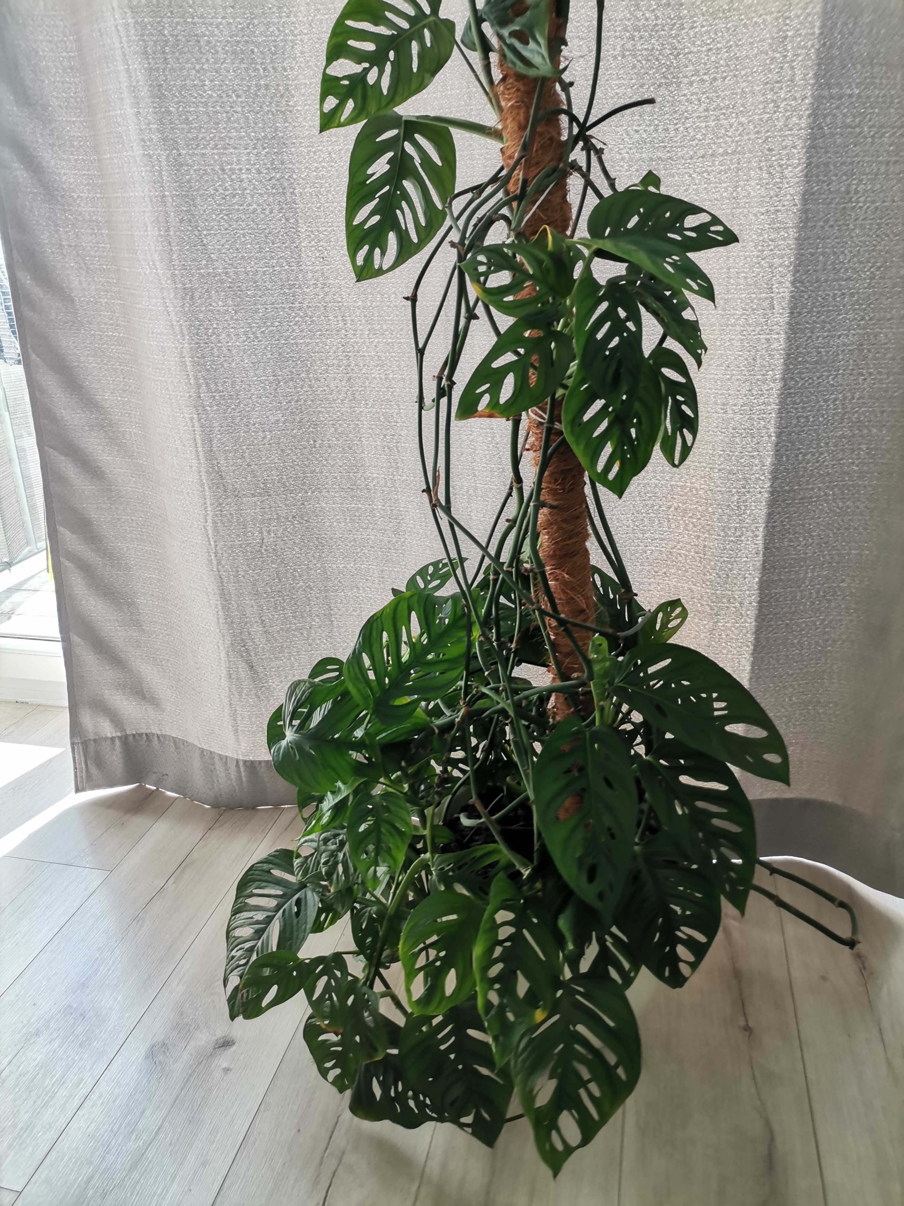 Sprzedam Monstera Monkey, wys 1,5 m, ładna