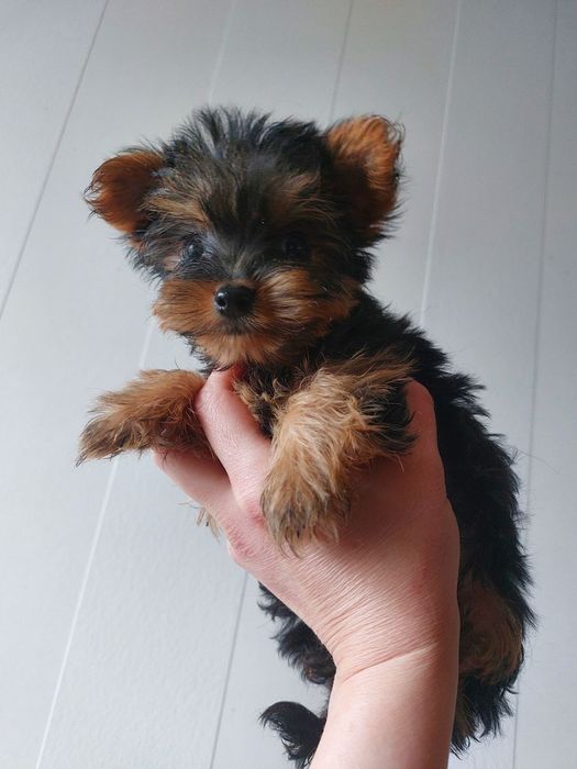 Супер мини йоркширского терьера !