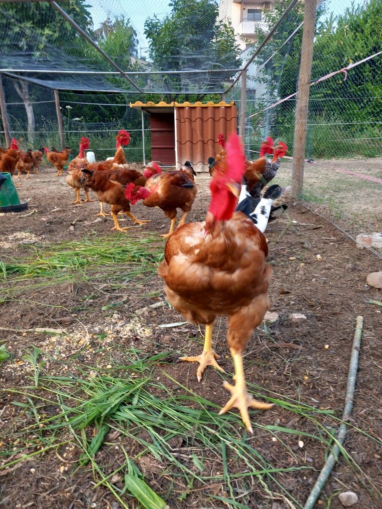 Frangos do campo caseiros