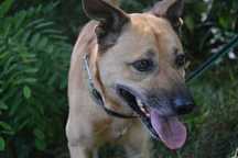 Blondie - poleca się do adopcji