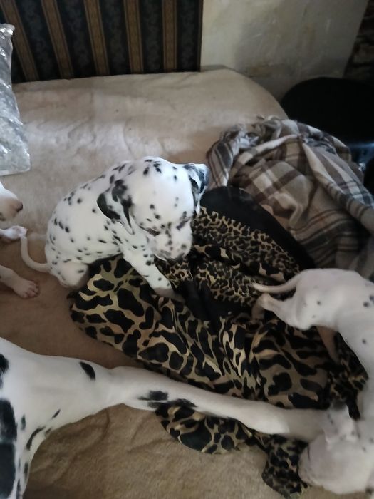 Цуценята далматина