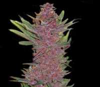 Auto Purple Glam Kush 30szt Nasiona Marihuany Feminizowane THC Outdoor