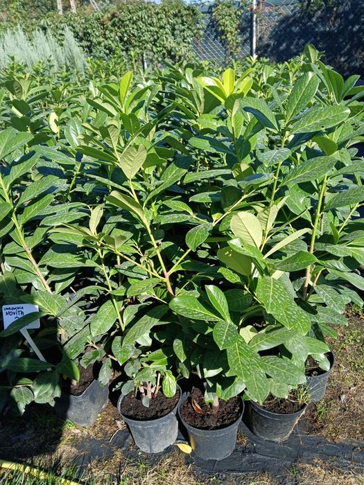 Laurowiśnia Novita 80-100cm cena 30 zł Promocja