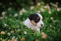 Piesek Jack Russell Terrier