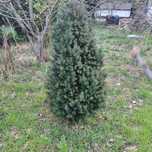Cisy duze 1.5-2m