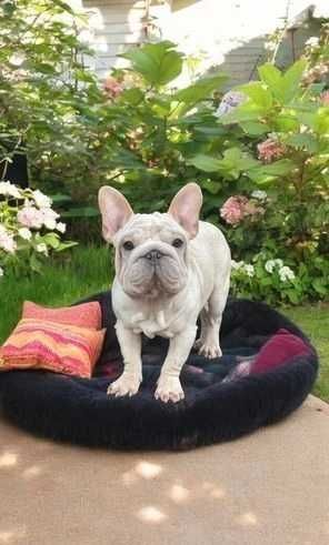 Биг роп біг роп big rope щенки французского бульдога