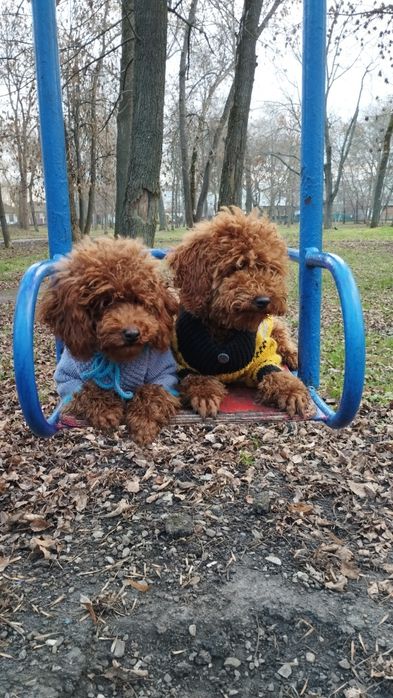 Два мальчика той пуделя документы КСУ