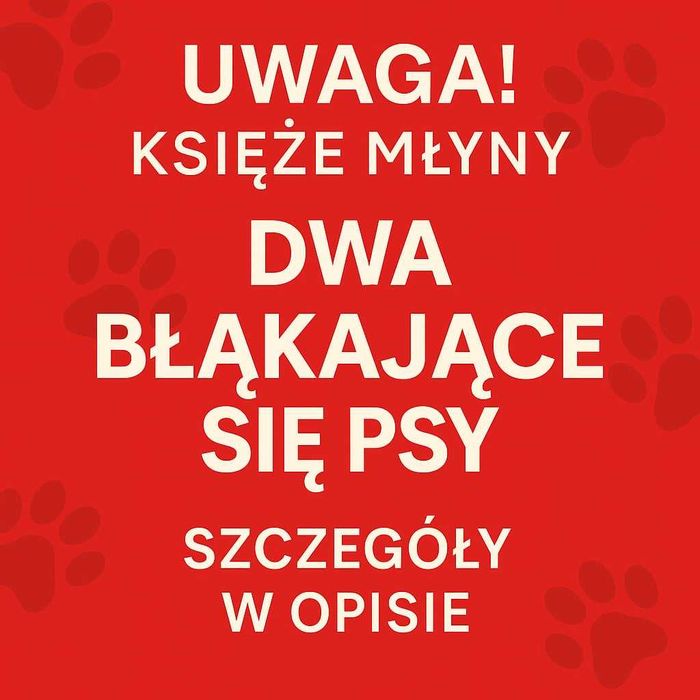 Poddębice Dwa, blakajace się psy