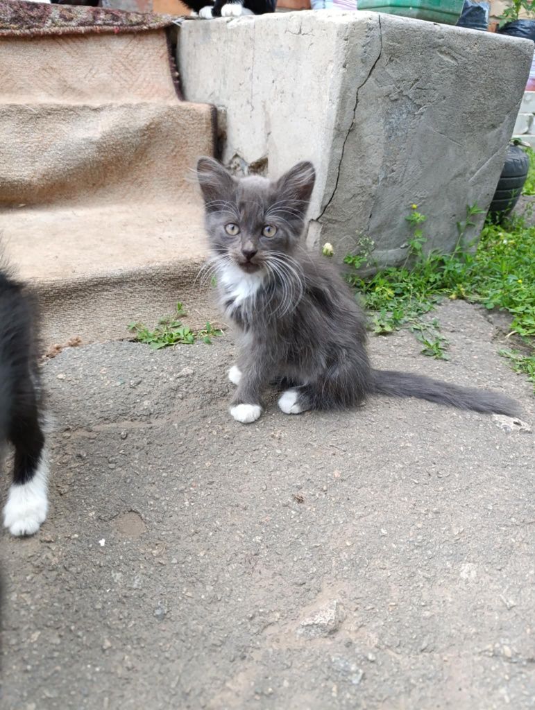 Допомагаю з пристройством котиків