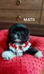Shih Tzu pieski o wielopokoleniowym rodowodzie