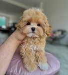 Maltipoo magnifico disponível
