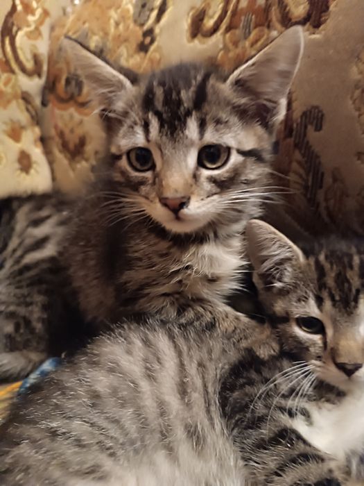 Kotki do adopcji