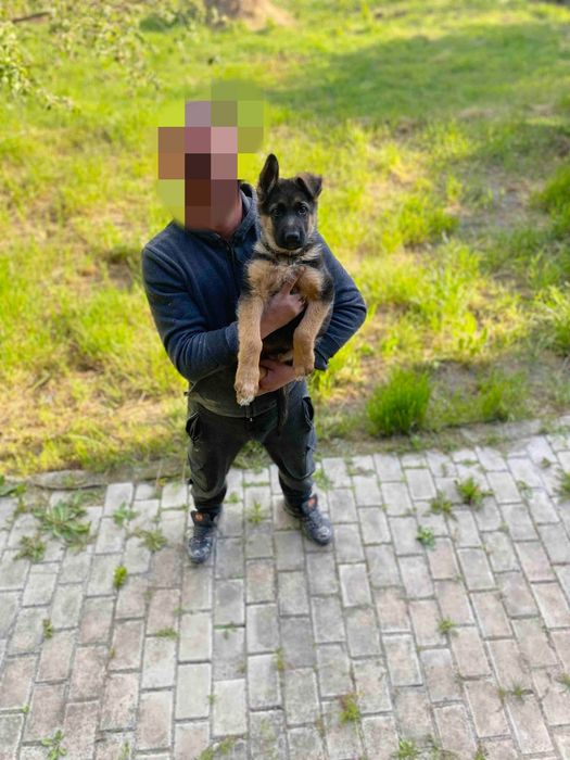 Цуценята німецької вівчарки. 2 дівчинки.