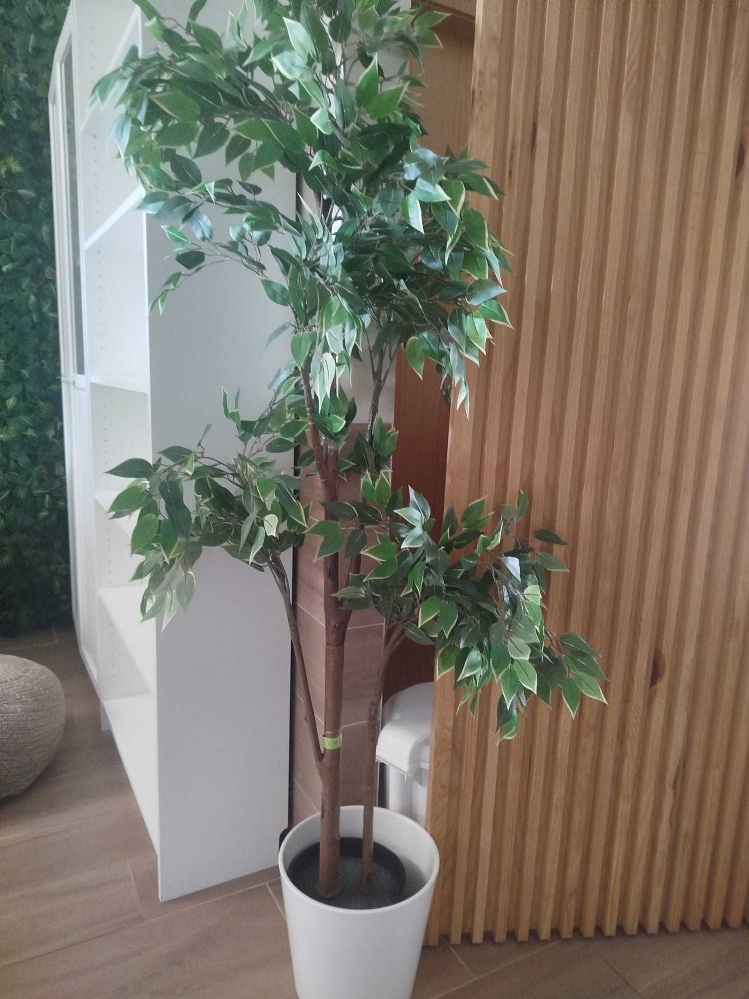 planta grande Ikea bom estado