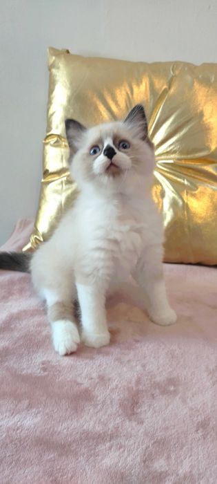 Maluszek  Ragdoll z sierpnia  < 3 rodowód FPL