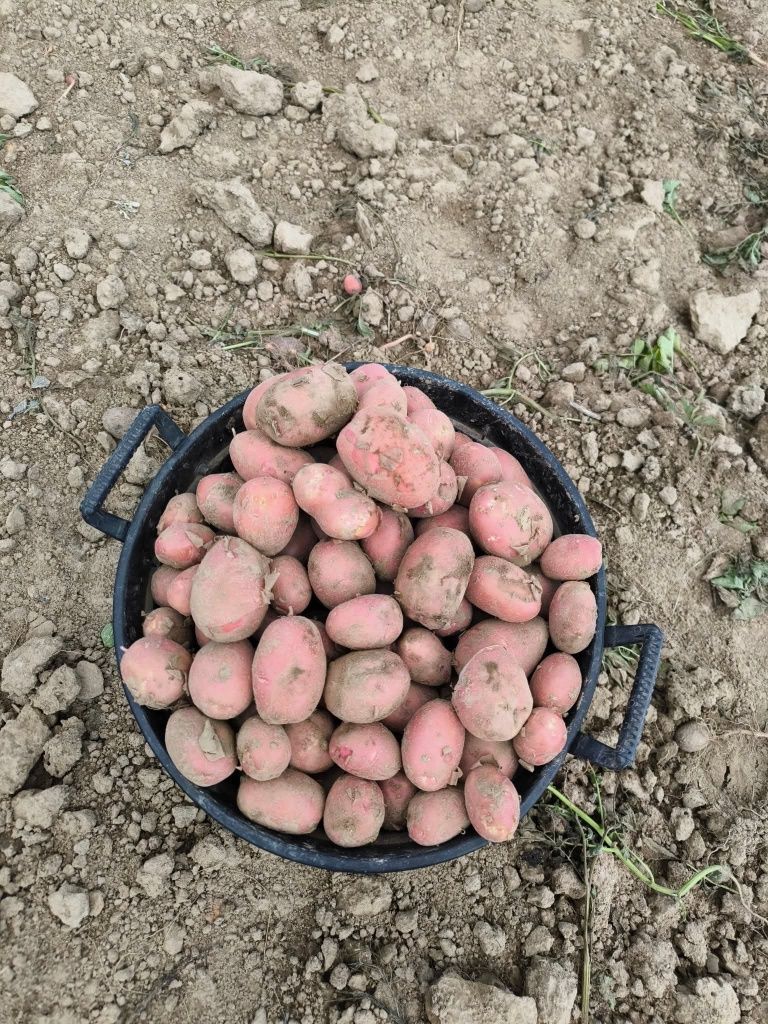 Sprzedam ziemniaki z własnego gospodarstwa
