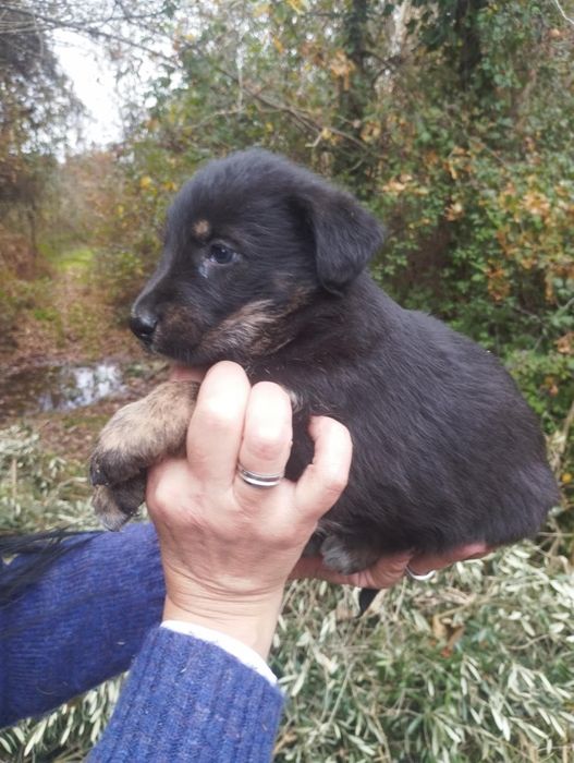 Neco para adoção muito responsável
