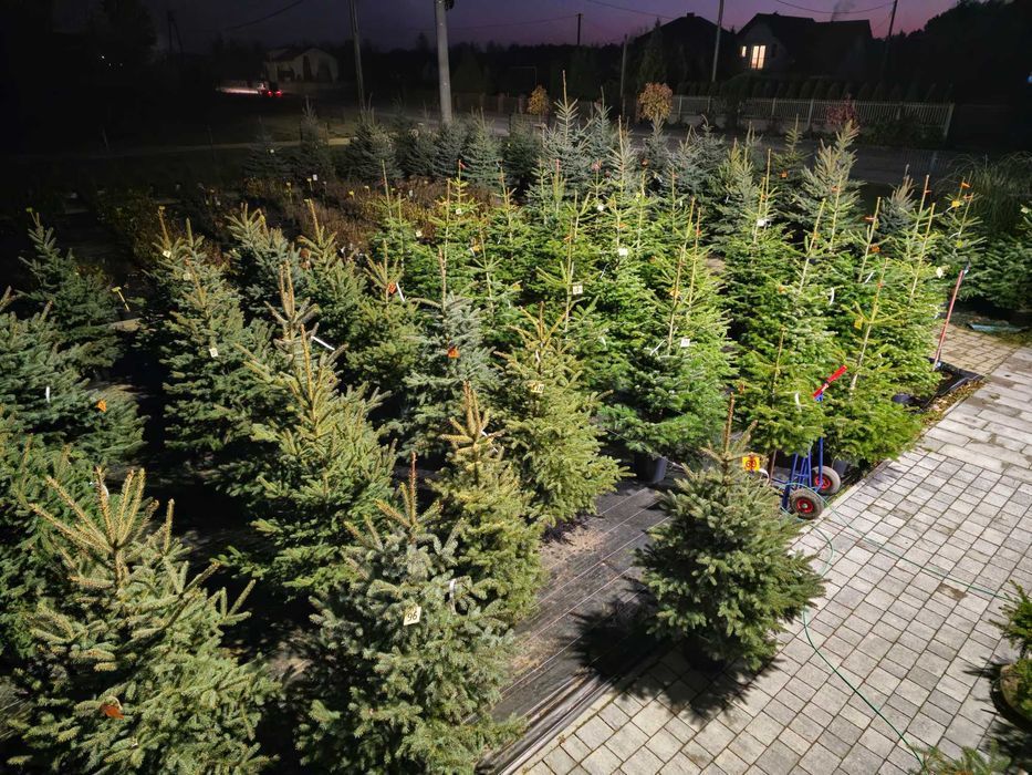 Choinki świąteczne Świerk w donicach 20-35L dostawa Świętokrzyskie HIT
