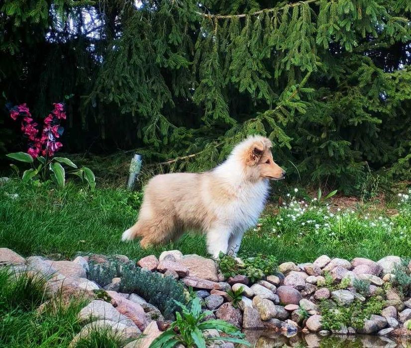 Owczarek szkocki długowłosy collie wolny od MDR i DM - ZKwP/ FCI