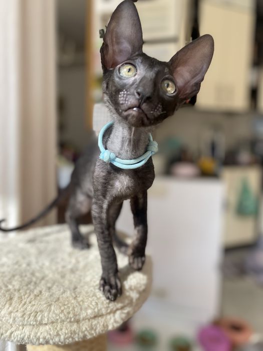 Czarny kocurek Cornish Rex Warszawa-Mokotów