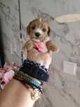 Maltipoo sunia śliczna