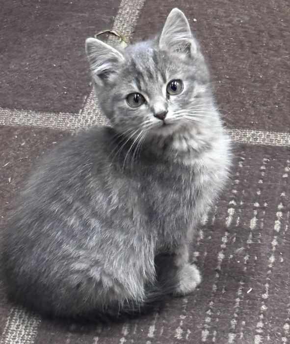 Сірий котик, кіт, кошеня