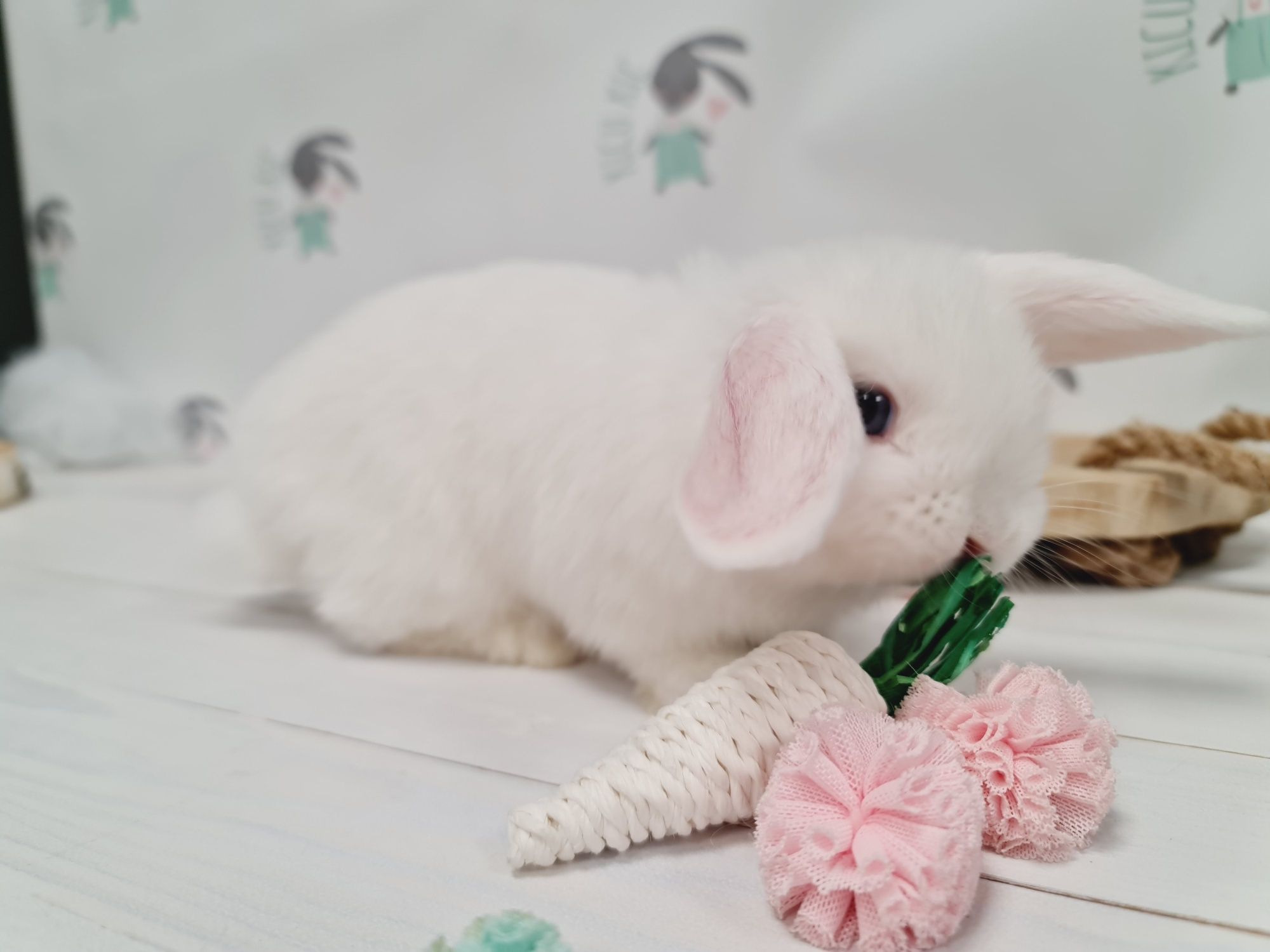 Mini lop królik kroliczek miniaturka legalna hodowla, badania.