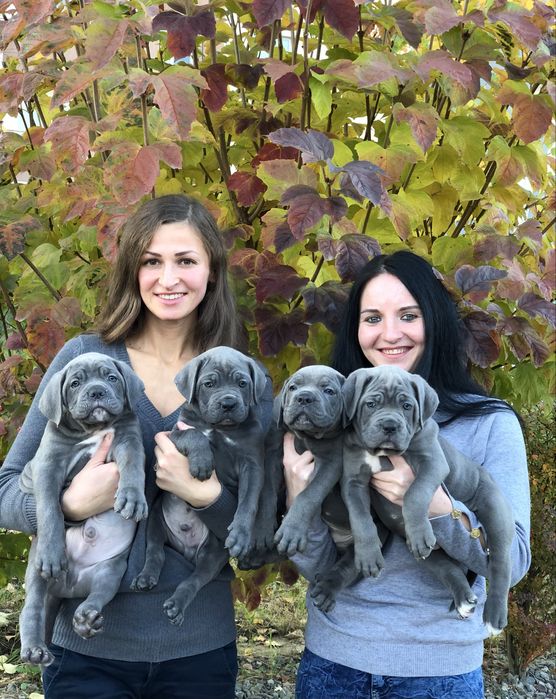 Щеночки Сane corso сірого окрасу-від питомника