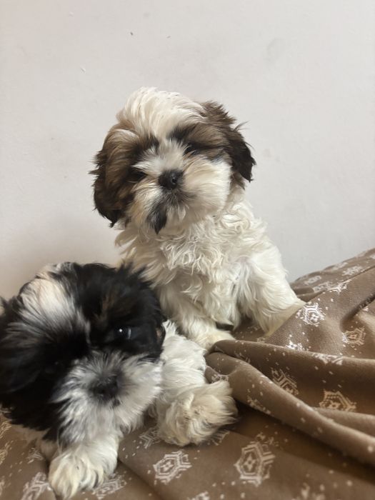 Urocza suczka Shih Tzu FCI ZKwP szuka nowego domu!