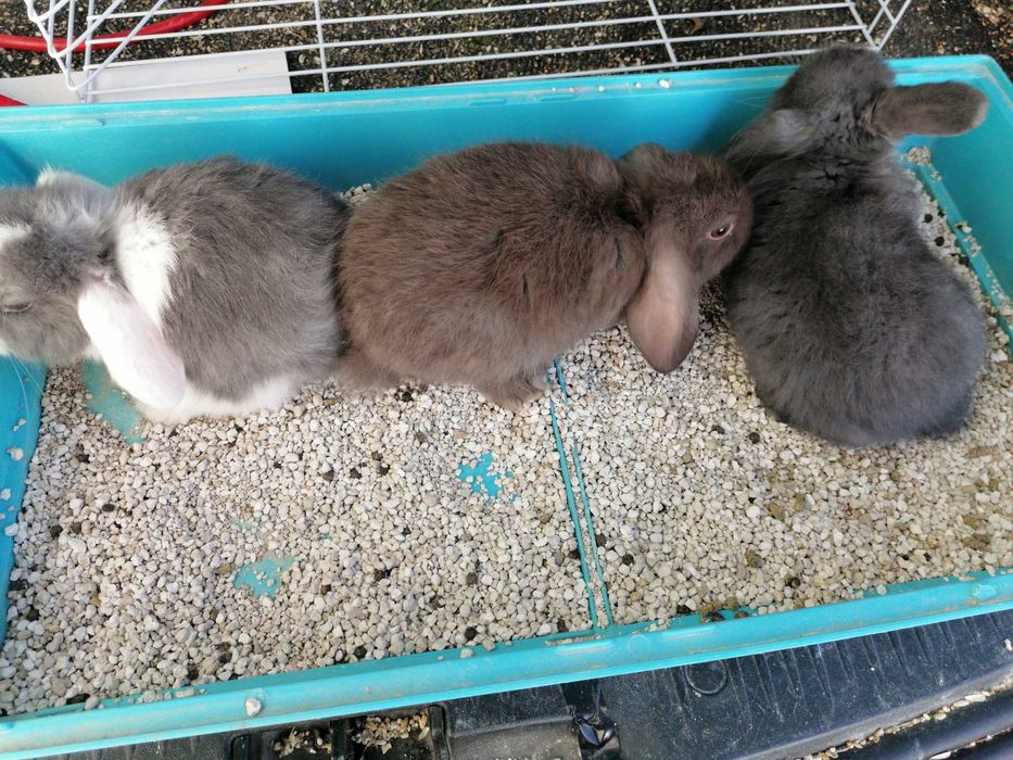 Vendo kit coelhos anões orelhudos