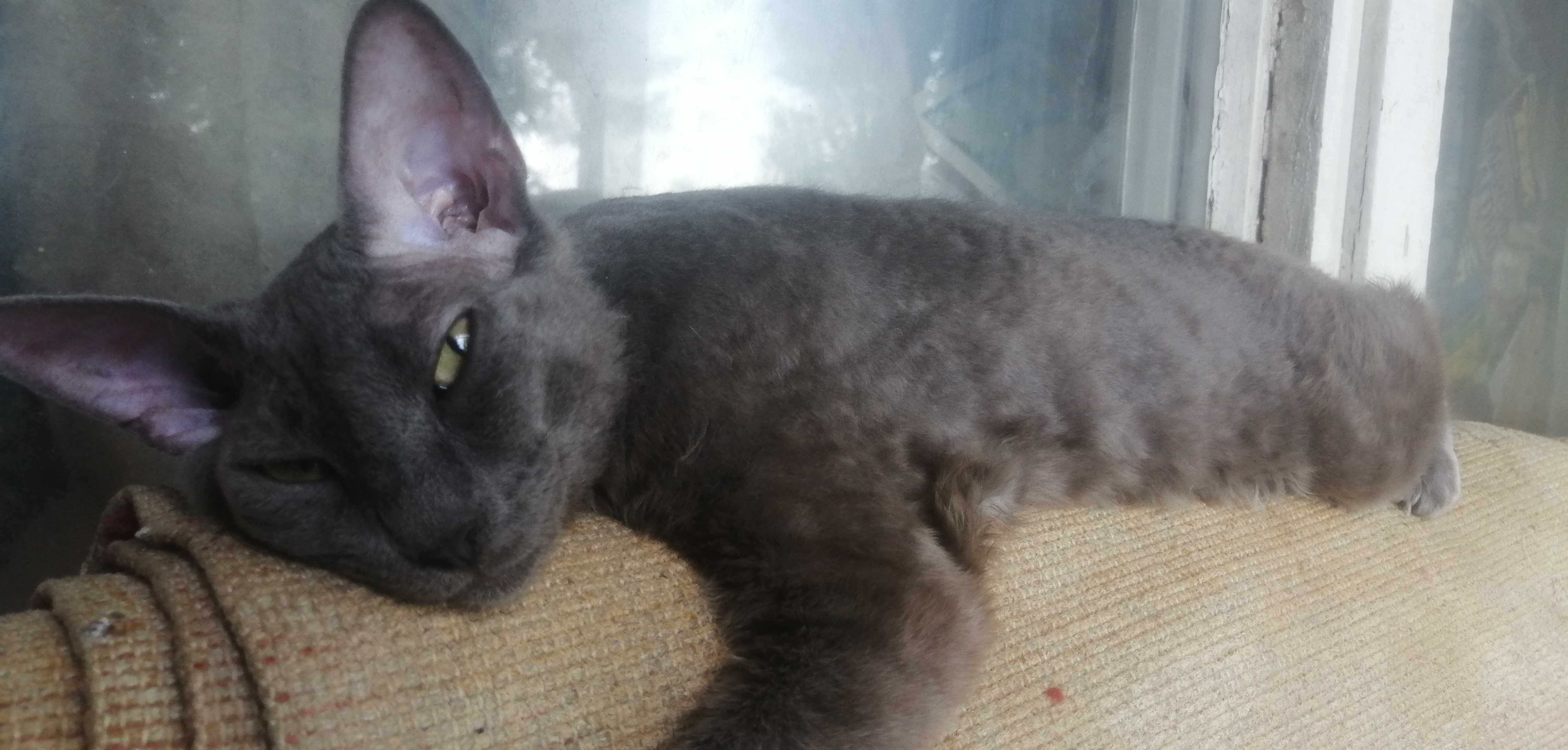 Кішка від донського сфінкса · Кошка от донского сфинкса · Cat sphynx