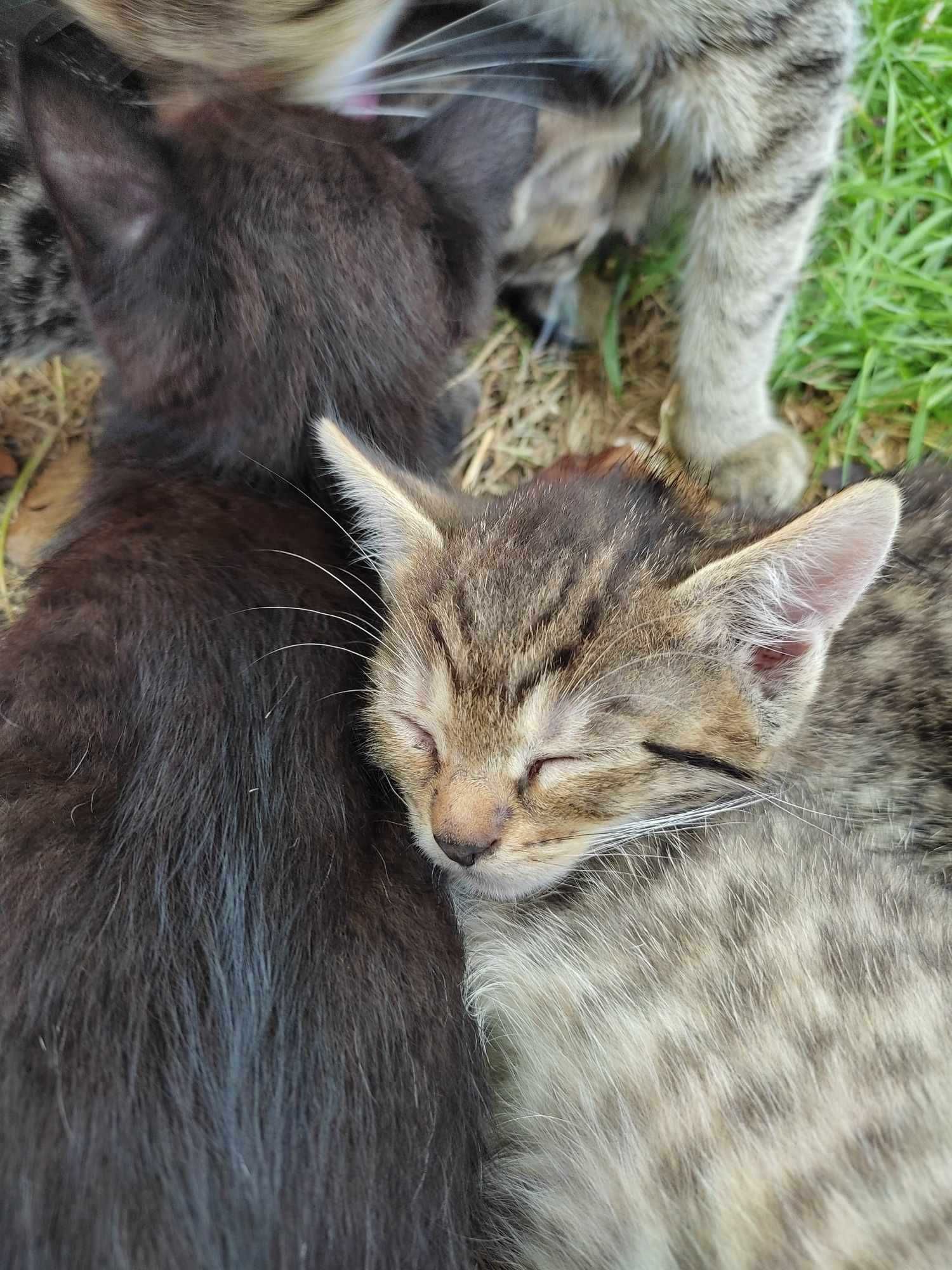 3 bure pręgowane kociaki do przygarnięcia (osobno lub razem)