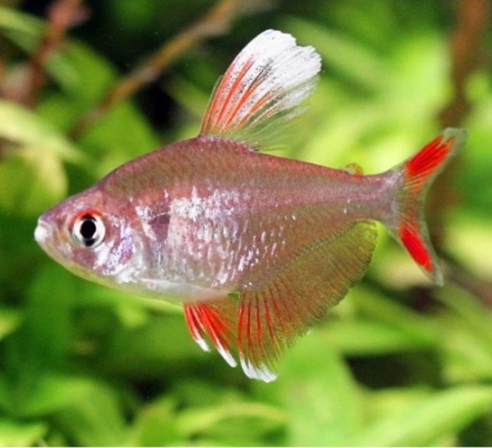 Tetra rosa white fin