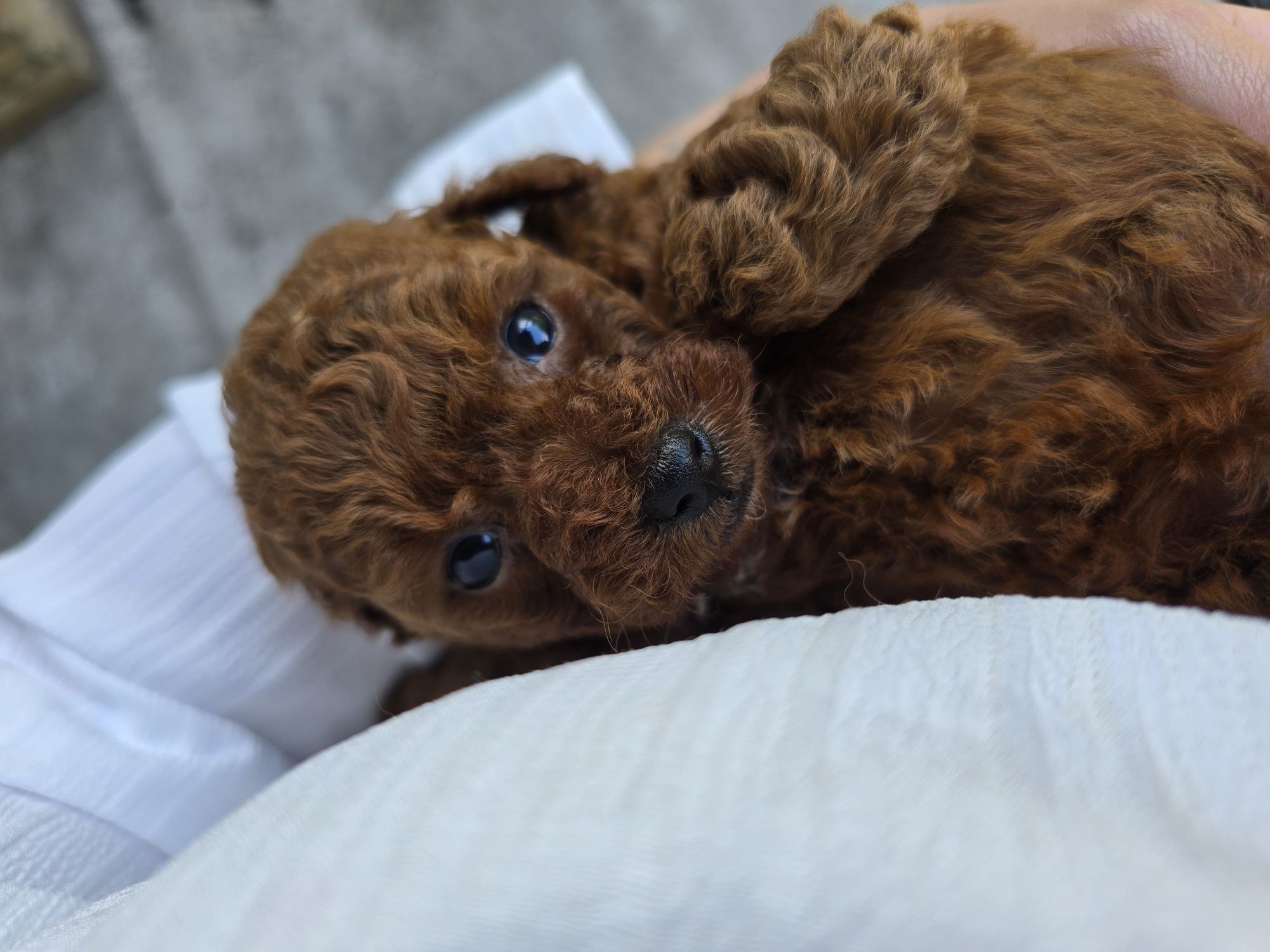 Pudel toy red brown dziewczynka