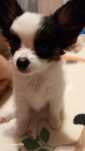 Suczka Papillon Spaniel Miniaturowy FCI
