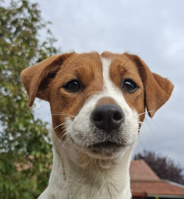 Jack Russell Terrier dziewczynka z rodowodem FCI