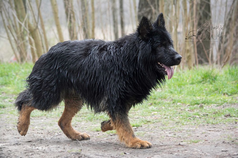Owczarek staroniemiecki czarny chłopak Linia DDR